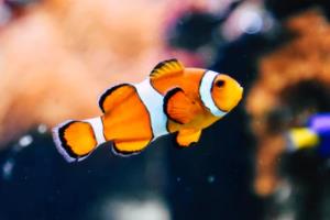 2026年世界杯时间表一览表,赛事安排与赛程解读2026世界杯时间表一览表